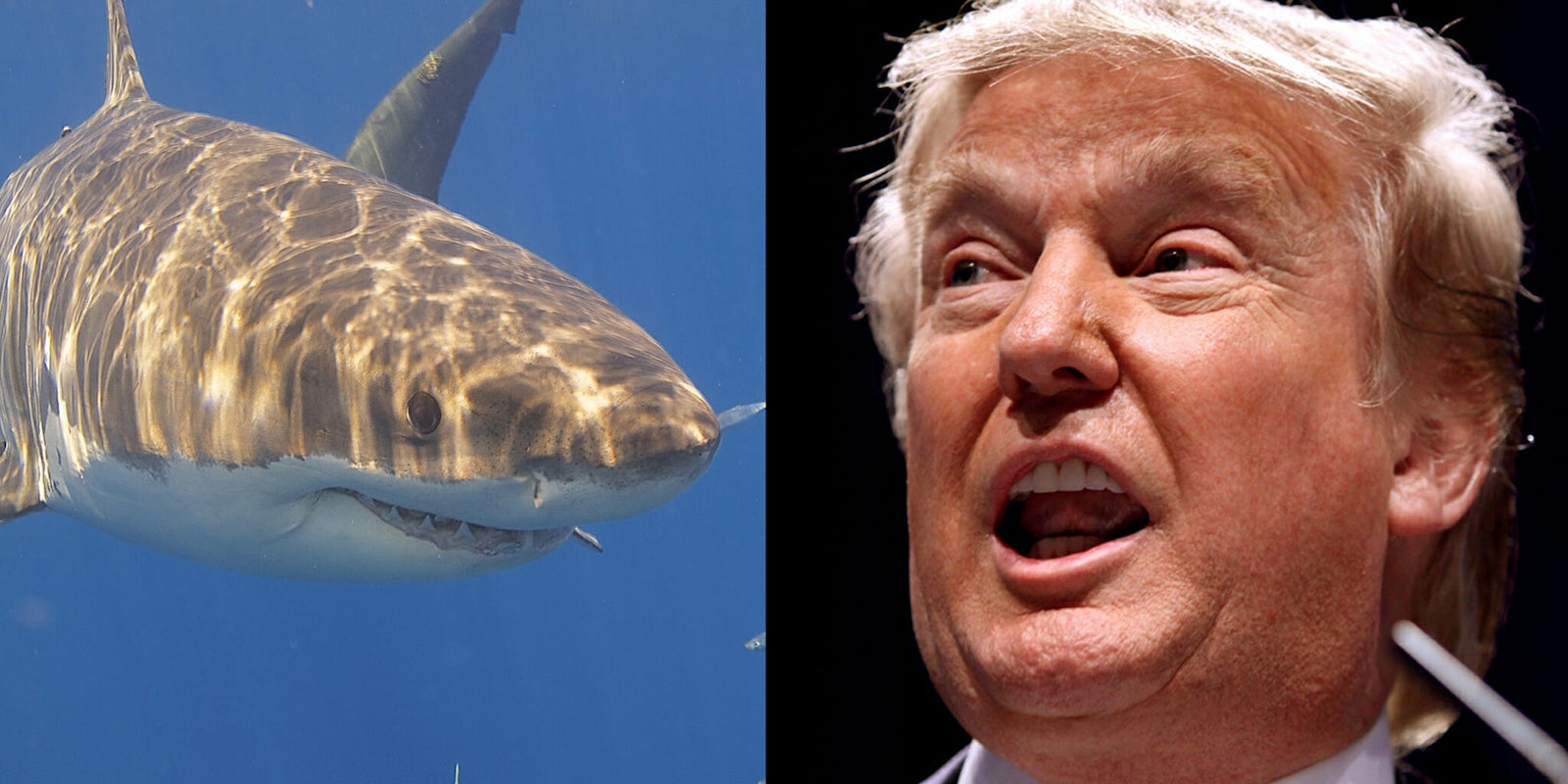 President Donald Trump may hope that 'all sharks die,' but it appears that many people don't have the same death wish for the ocean predators.