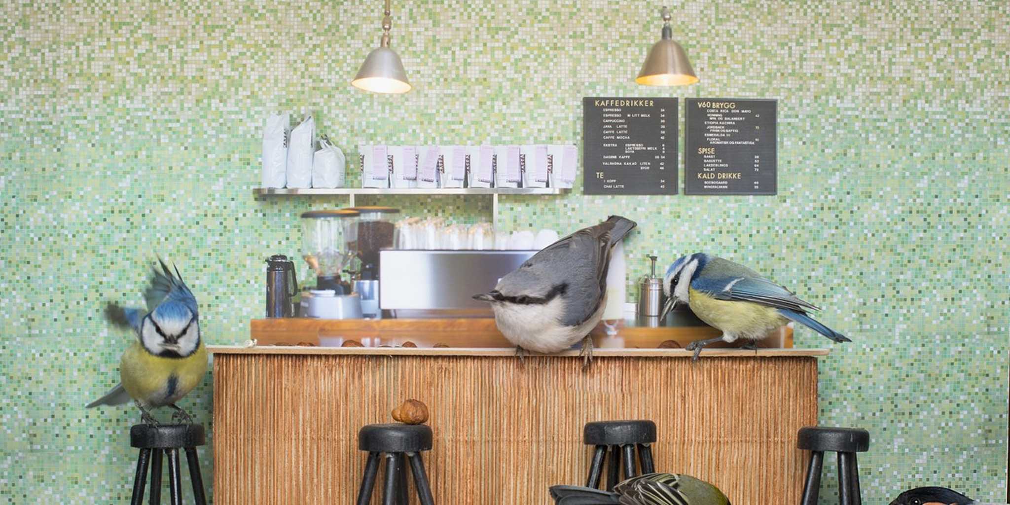 I can't stop watching this crazy Norwegian bird feeder