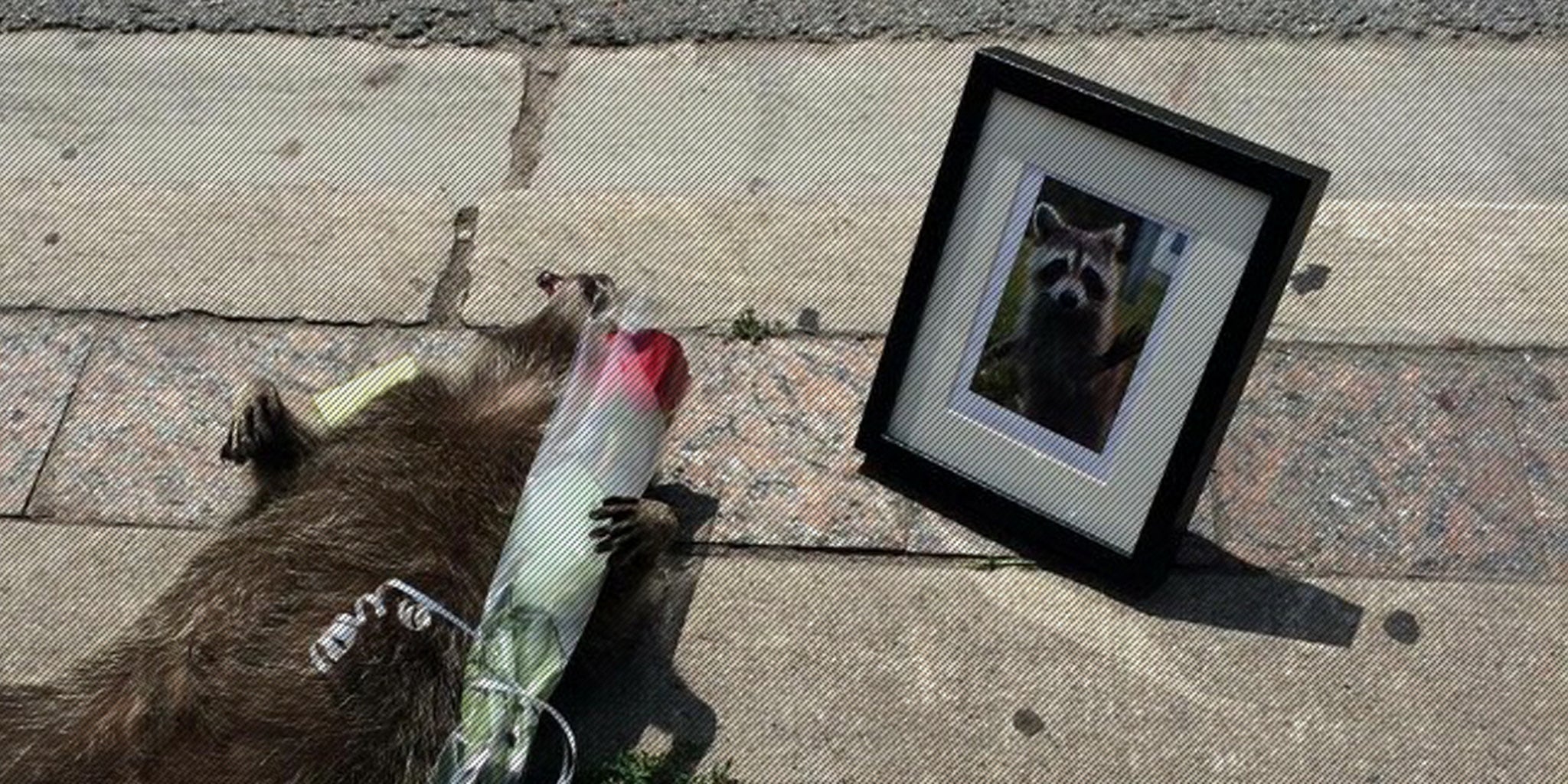 Dead raccoon gets epic memorial after Animal Control refuses to clean him up The Daily Dot