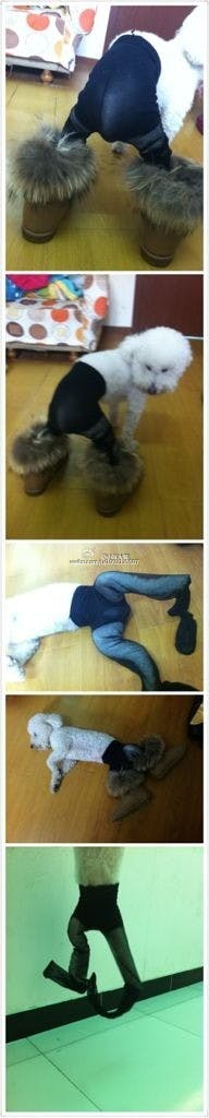 Shanghaiist - #Dogs in pantyhose #China's most hilarious meme