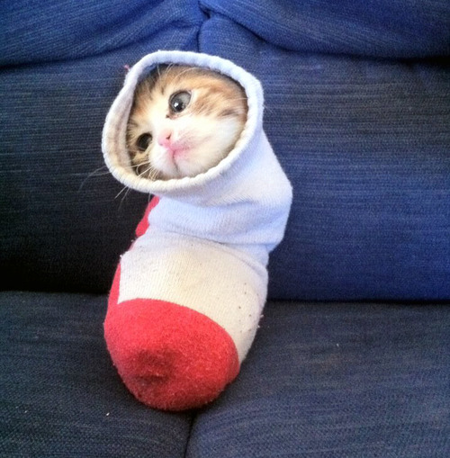 Cat body outlet sock