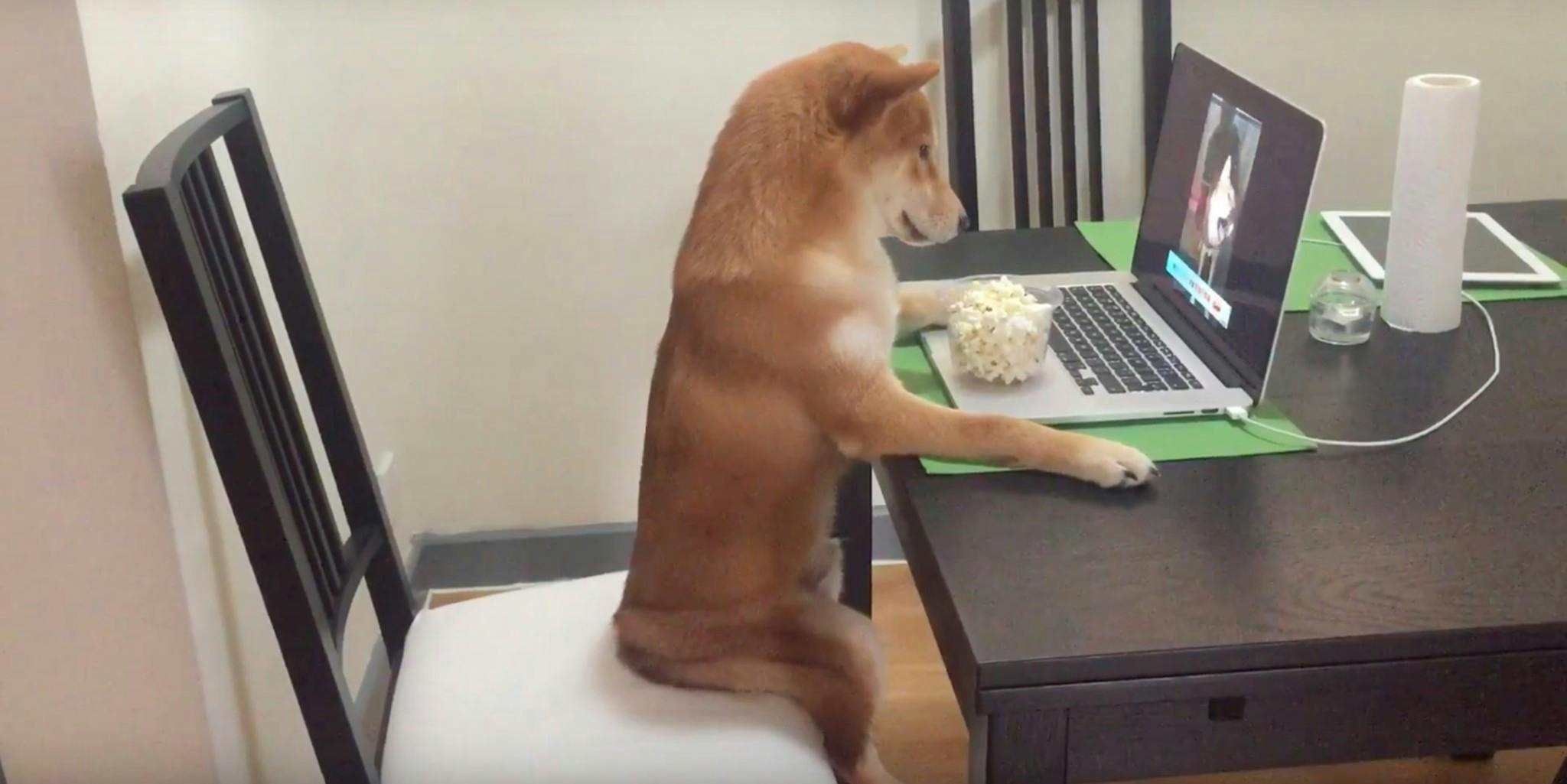 Не сидит сам в год. Собака сидит за компьютером. Коты за компьютером. Собака PF rjvg.nthjv. Смешной компьютер.