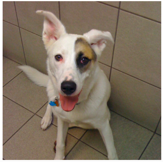 embark