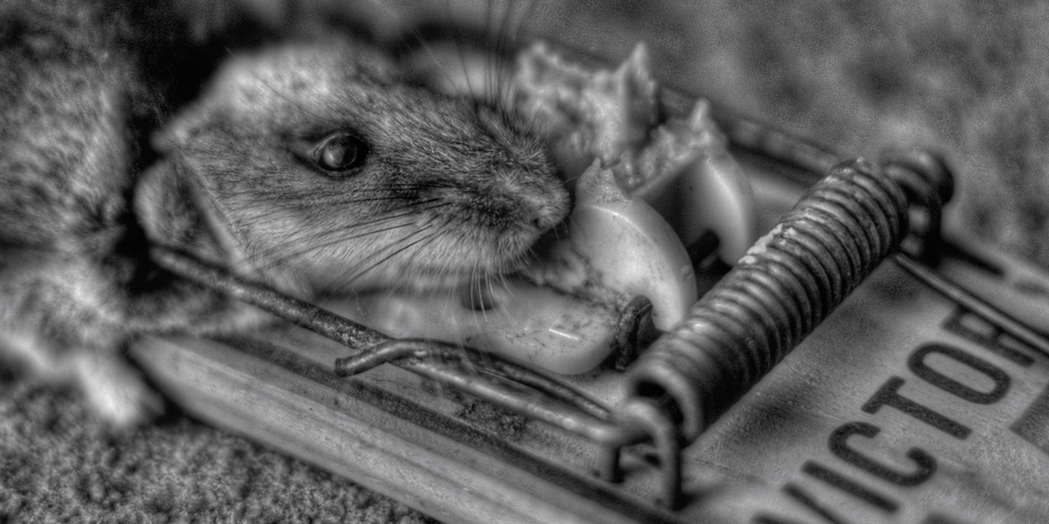 Homepage article image