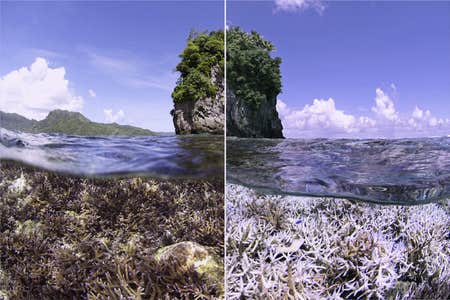 chasing coral