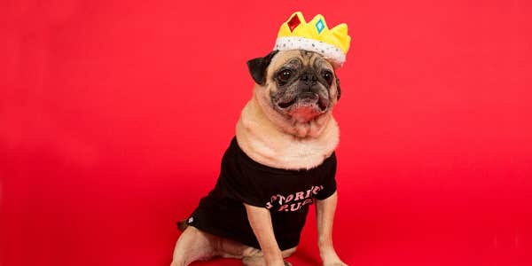 barkshop dog toys crown