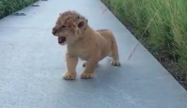 baby lion roar video