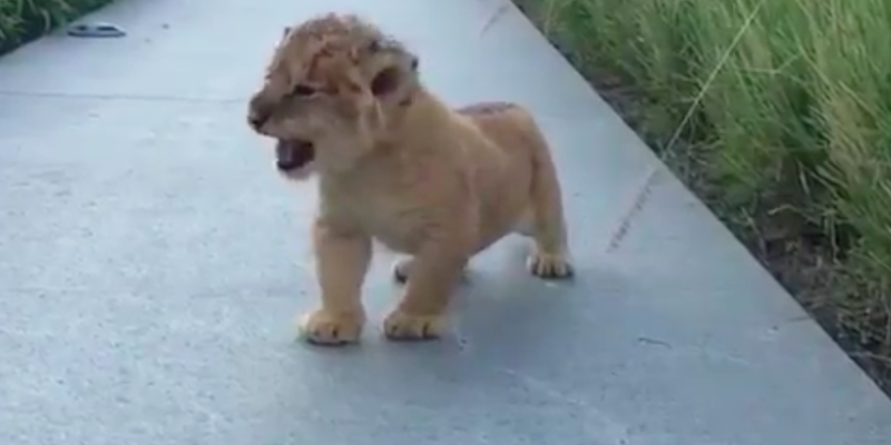 baby lion roar video