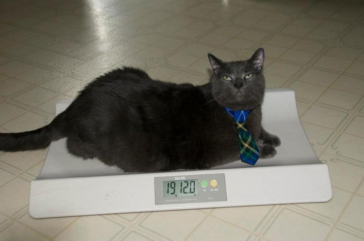 Кошка с избыточным весом. Ожирение у кастрированных котов. Весы для кошек. Ожирение кота после кастрации. Весы для кошек купить