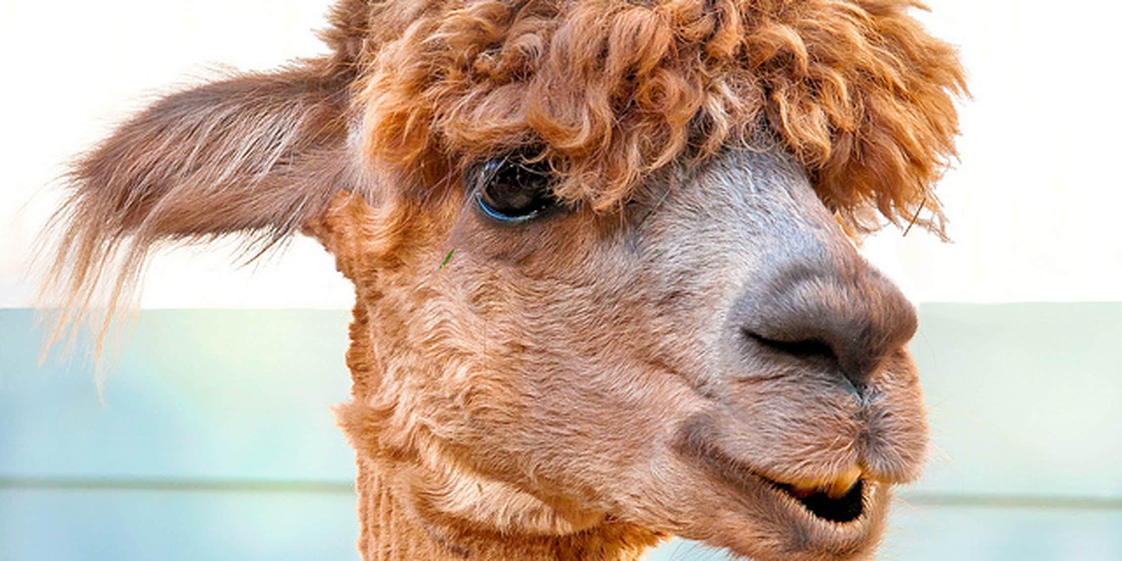11 farms you should be following on Instagram - The Daily Dot 11 farms you should be following on Instagram - The Daily Dot