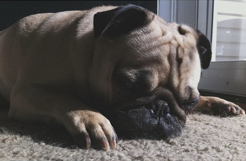 Daily Fluff Area dog loves "new carpet smell"
