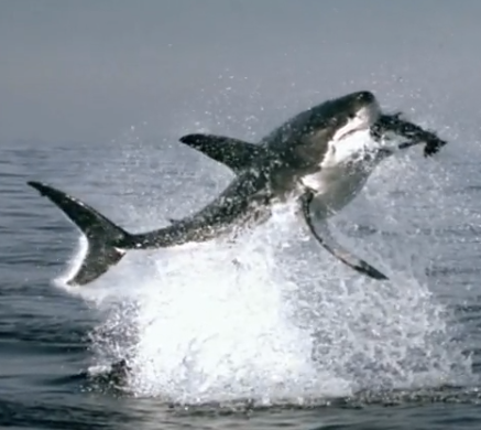 The 9 best Shark Week videos The Daily Dot