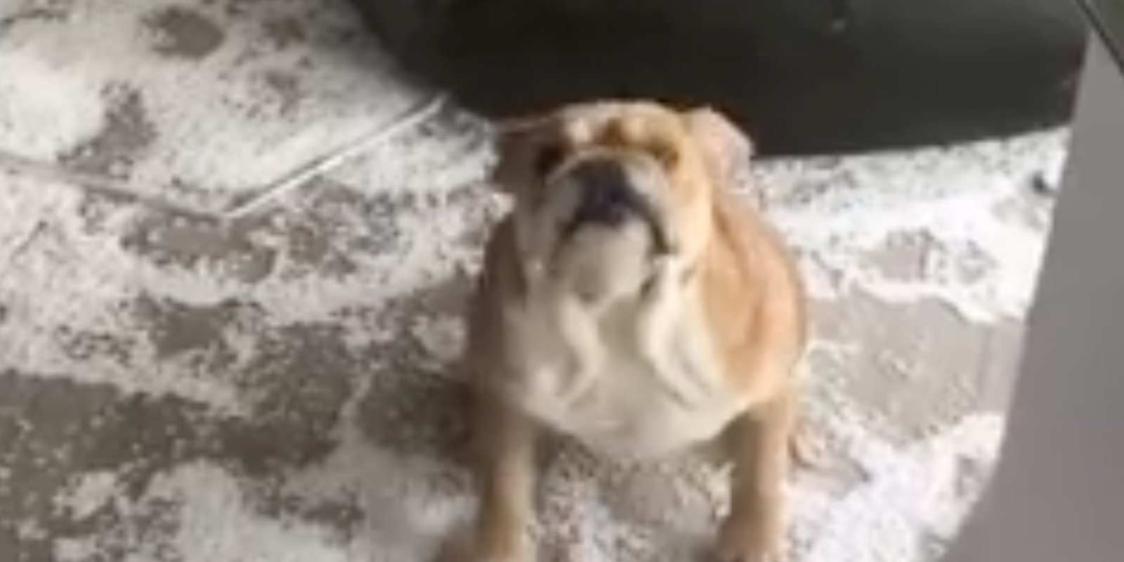 bulldog destroys beanbag