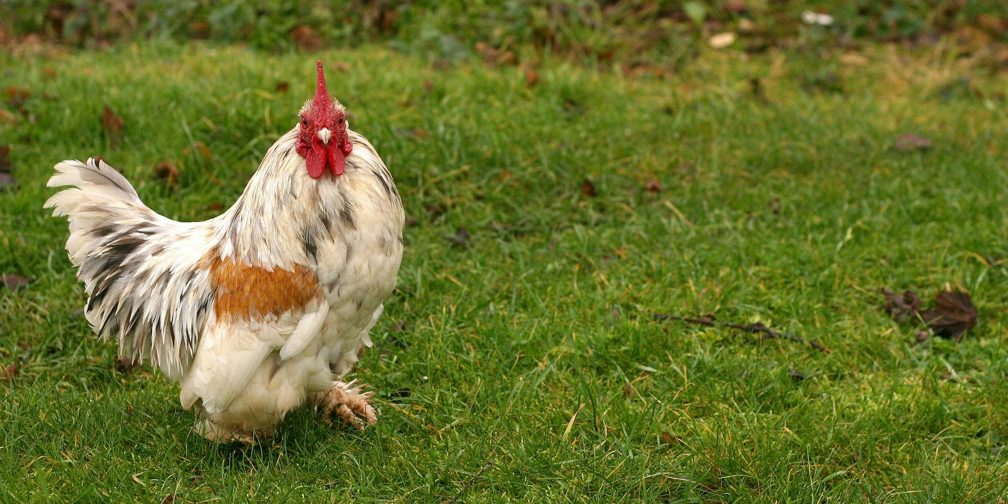 The chicken. What Chicken. Huhn Zero. What to buy Chicken.