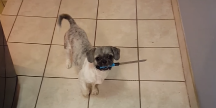 This Cute Dog Got Spooky When It Grabbed a Knife In Its Mouth
