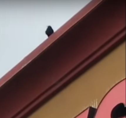 Crow on CVS