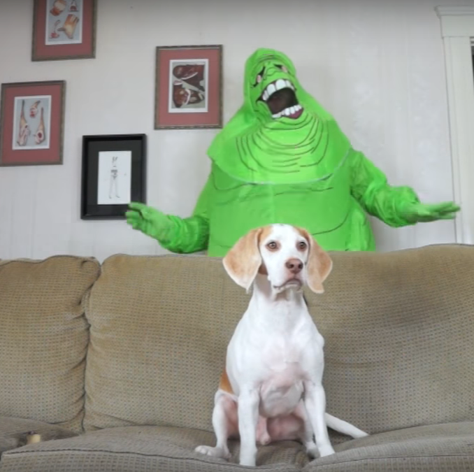 Dog vs.Slimer