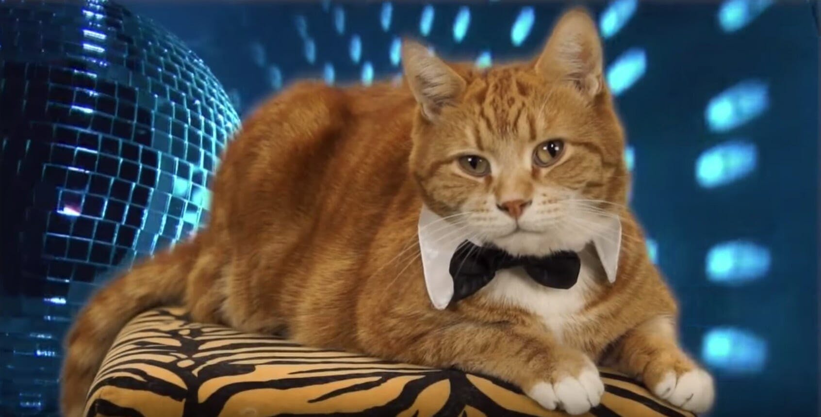 keyboard cat tribute video