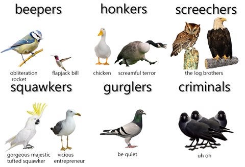 types of birb meme