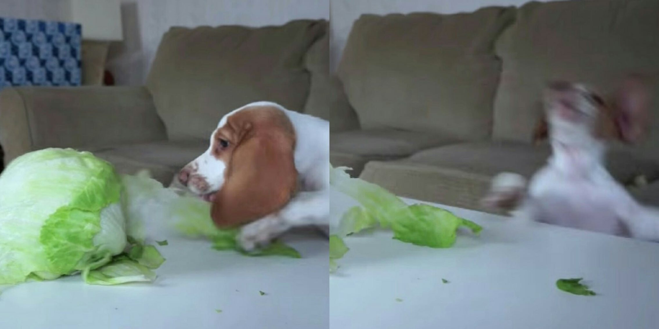 A clumsy puppy tries to eat lettuce but falls off the table
