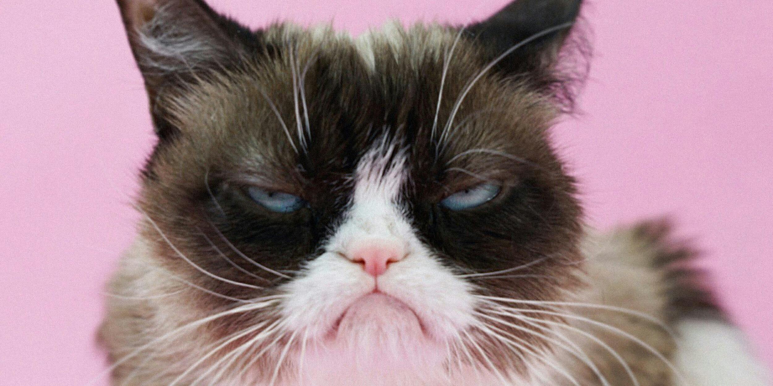 R.I.P. Grumpy Cat, The Face That Launched A Million Memes