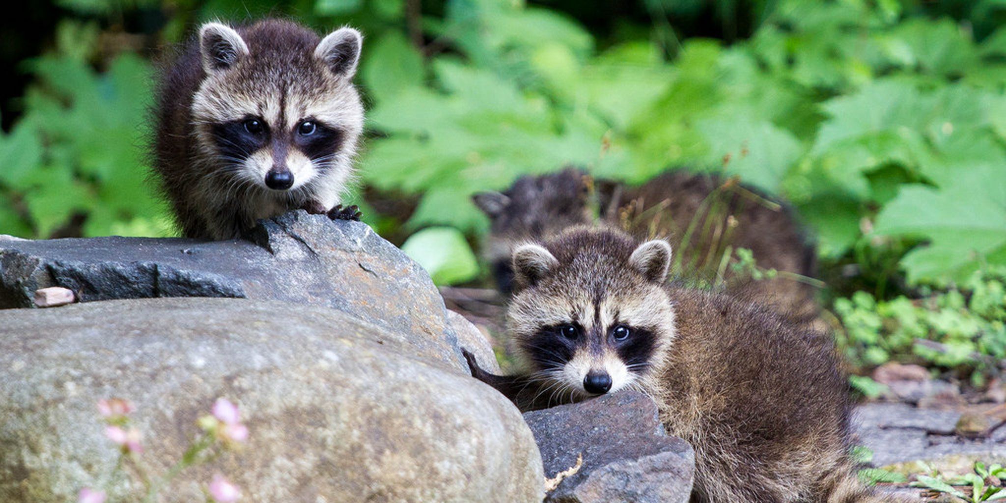 Raccoon family teamwork helps littlest baby climb a wall