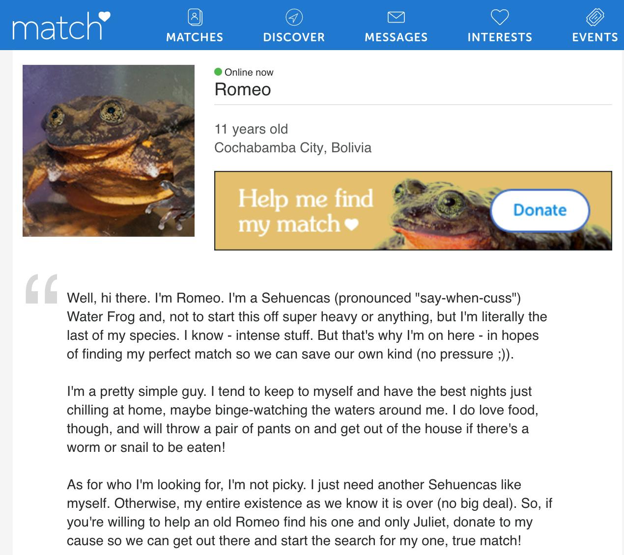 Romeo the frog's Match.com profile