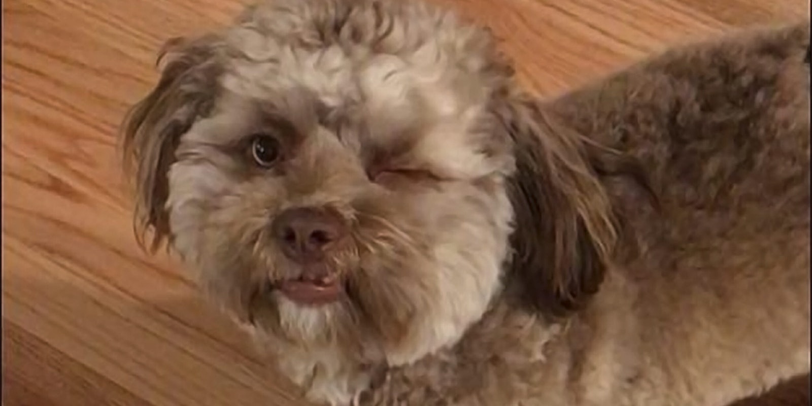 Dog with a human face winking at camera