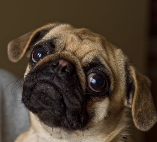 Daily Fluff: Local pug too young to date, say adoptive parents - The ...