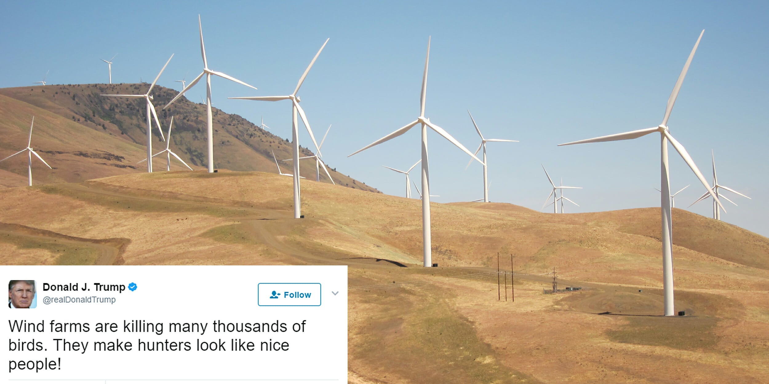 Why Is Donald Trump Obsessed With Wind Turbines Killing Birds?