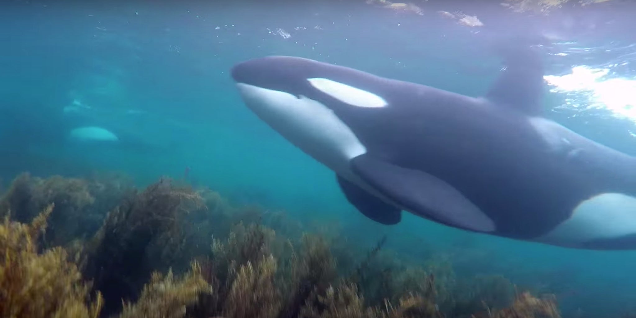 Scuba divers get up close and personal with curious baby orcas