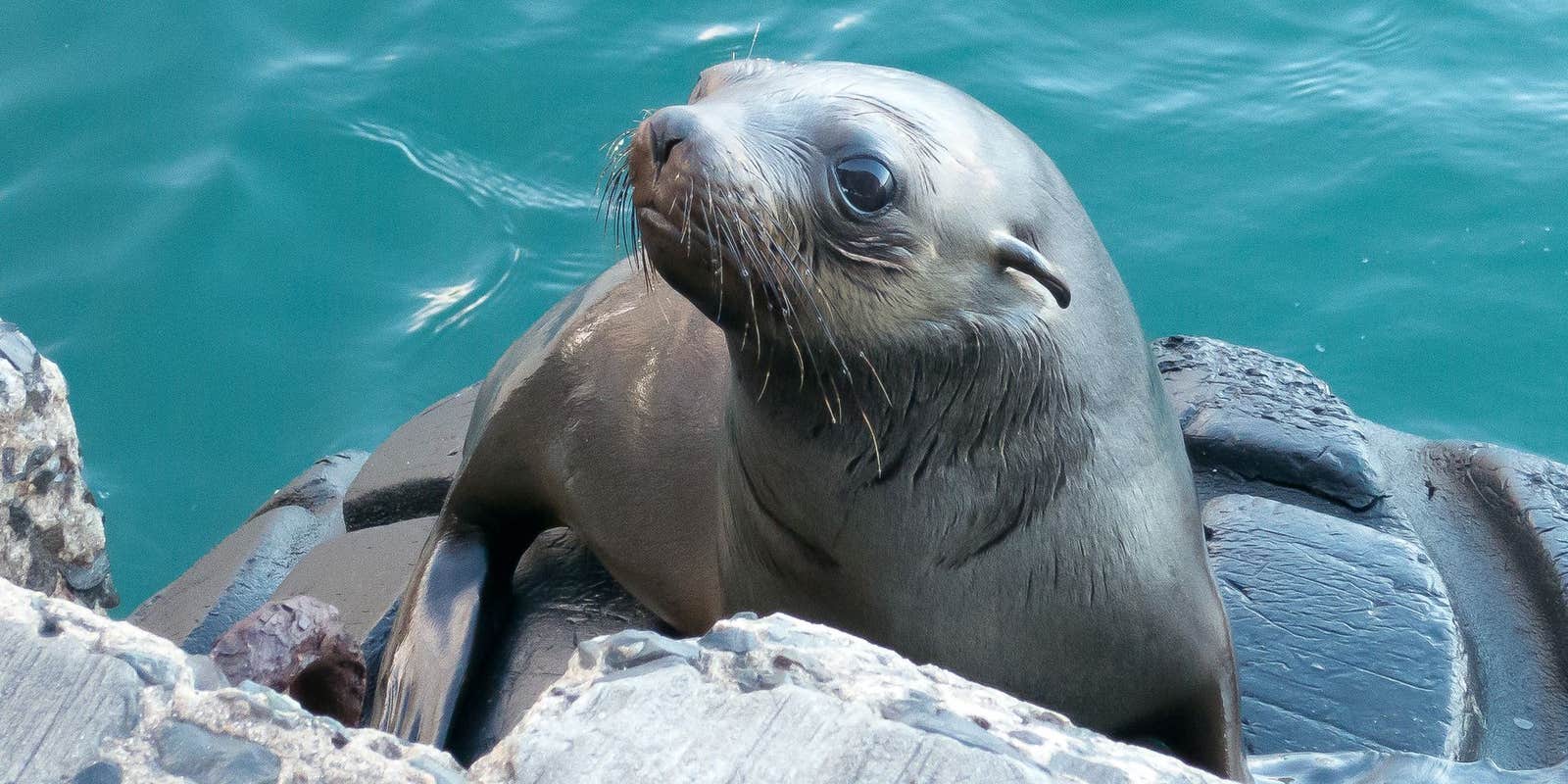 Sea Lion Jumps On Boat To Avoid Killer Whales Video: Seal Jumps Into a Boat to Avoid Killer Whales