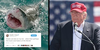 President Donald Trump reportedly told adult film actress Stormy Daniels that he is 'terrified' of sharks. He's tweeted about his shark hatred in the past.