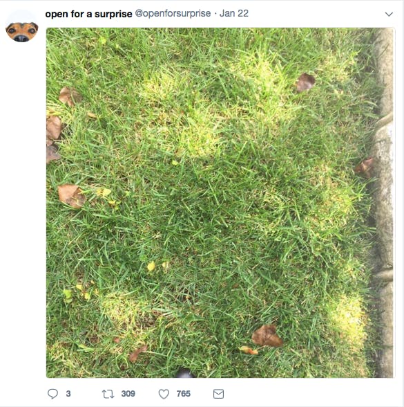 open surprise grass tweet