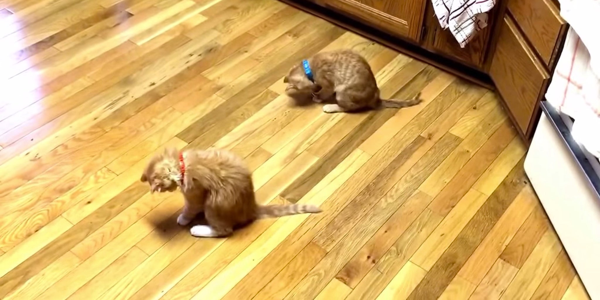 Kittens can't handle these pesky bell collars