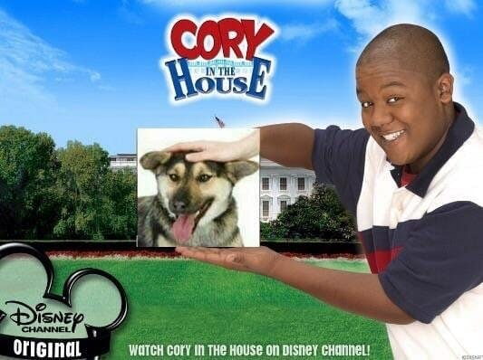 cory in the house dog petting meme