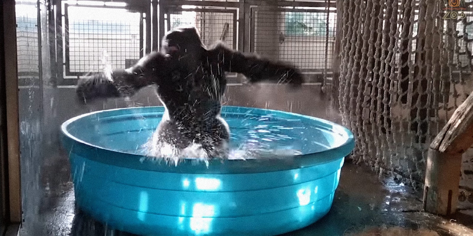 Gorilla dancing in kiddie pool