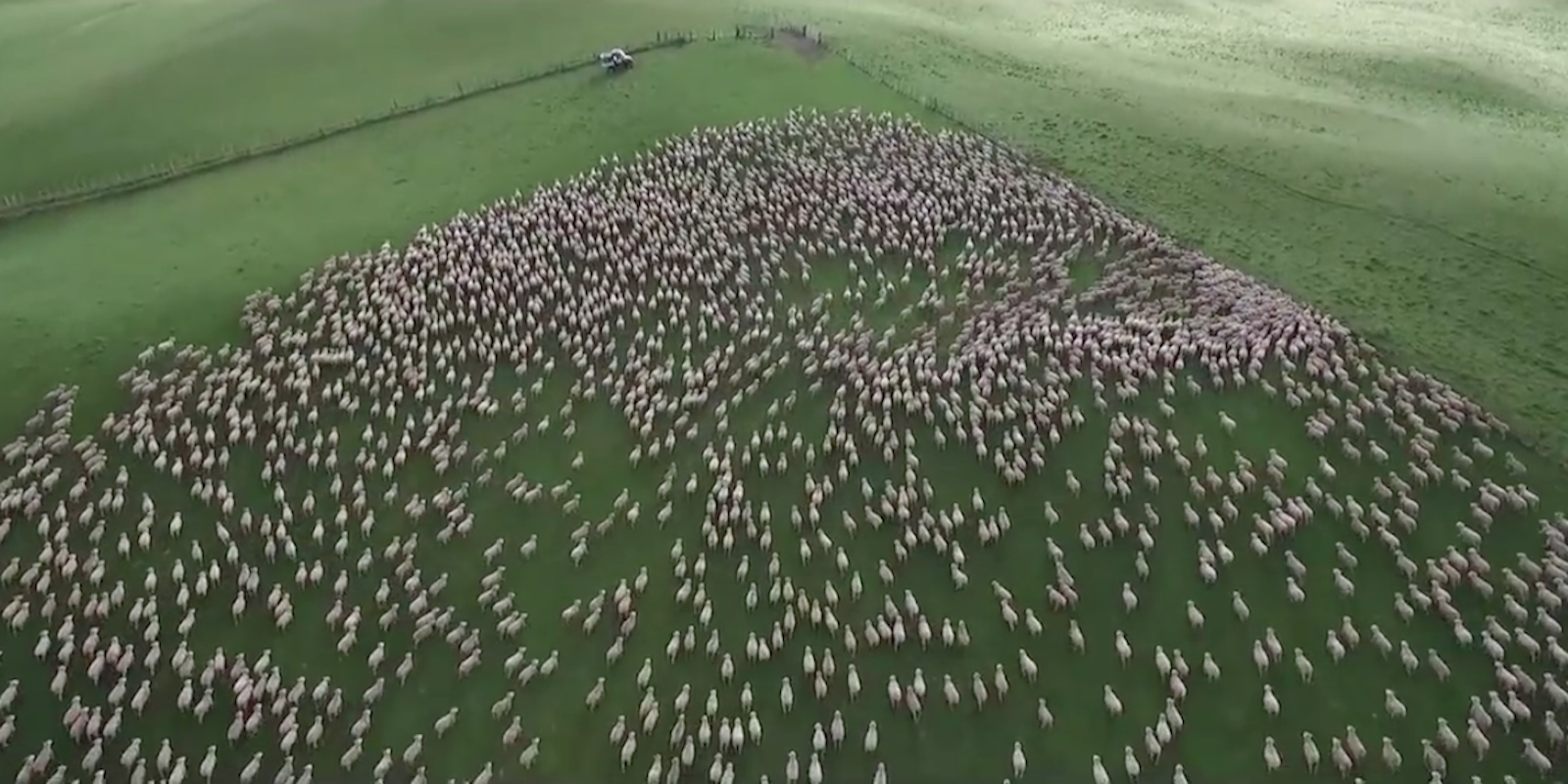 Dog herding sheep, hundreds of sheep