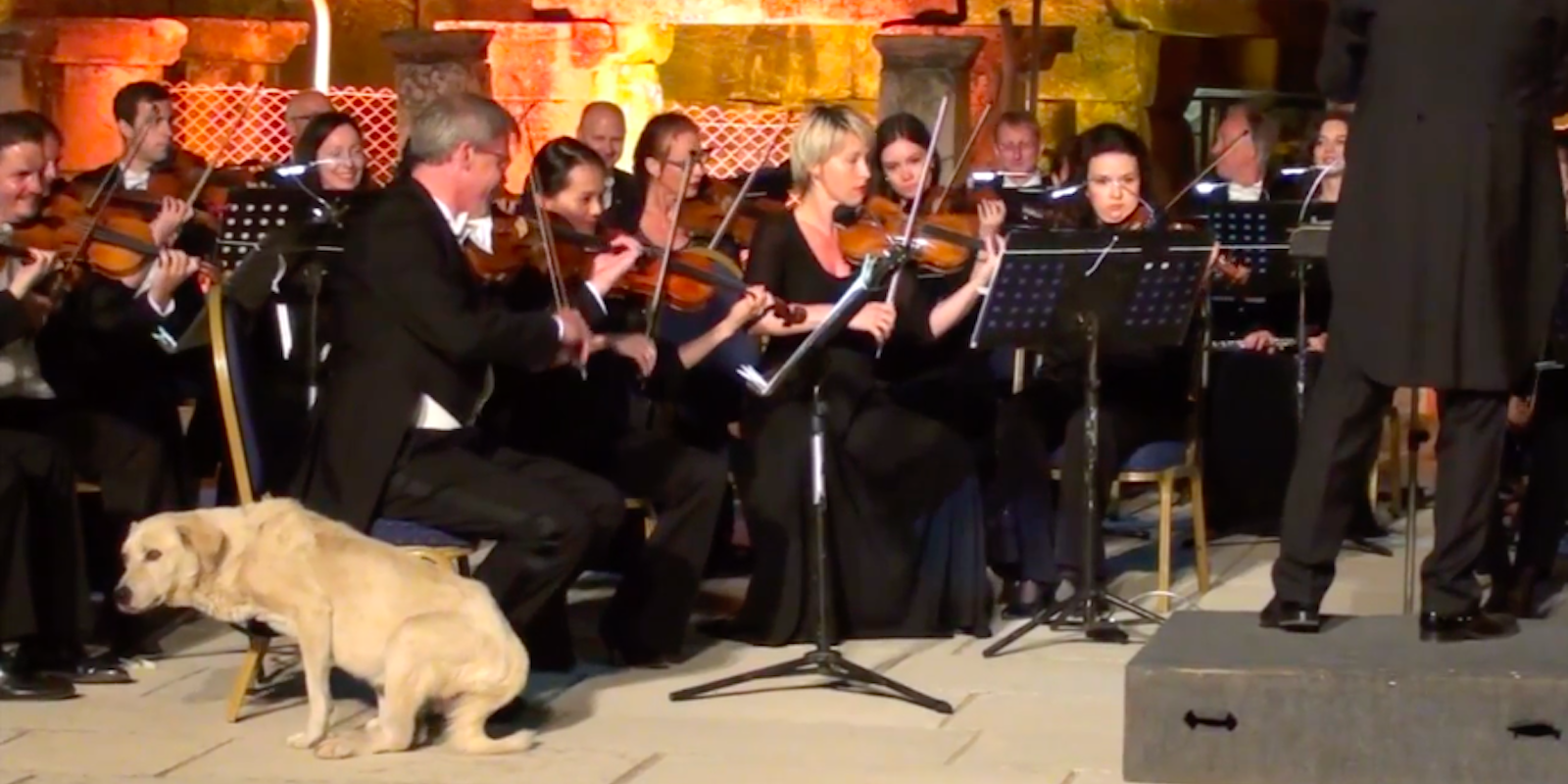orchestra dog