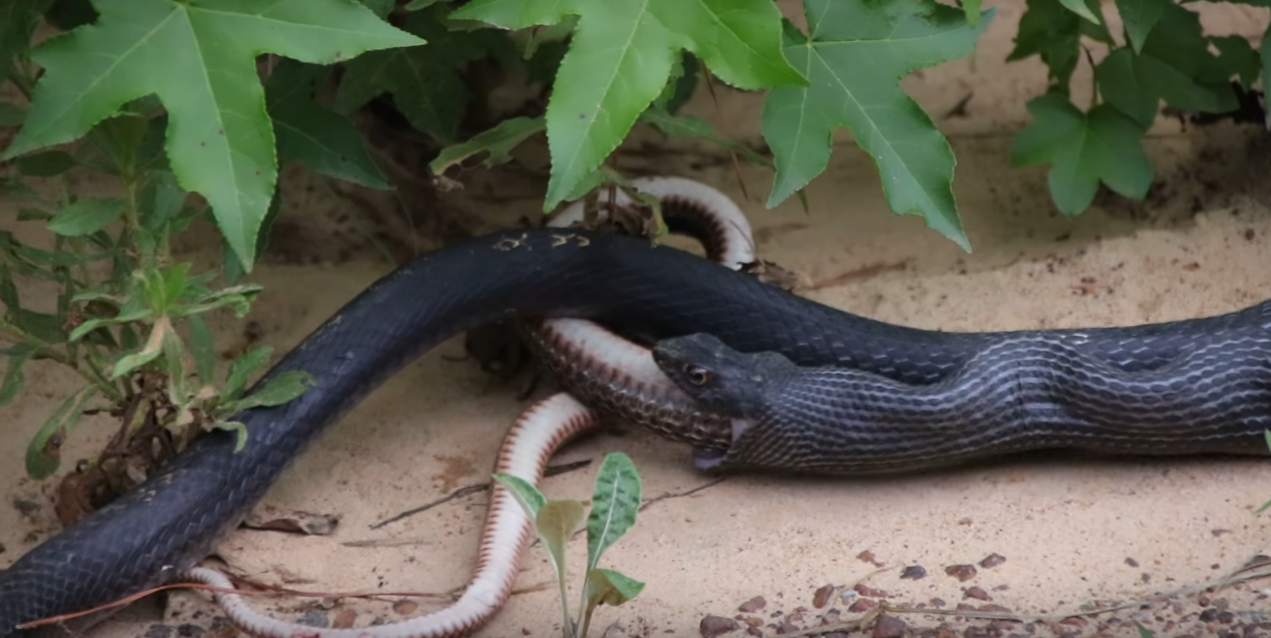Watch Snake Vomits Snake In Most SnakeVomiting Video Ever