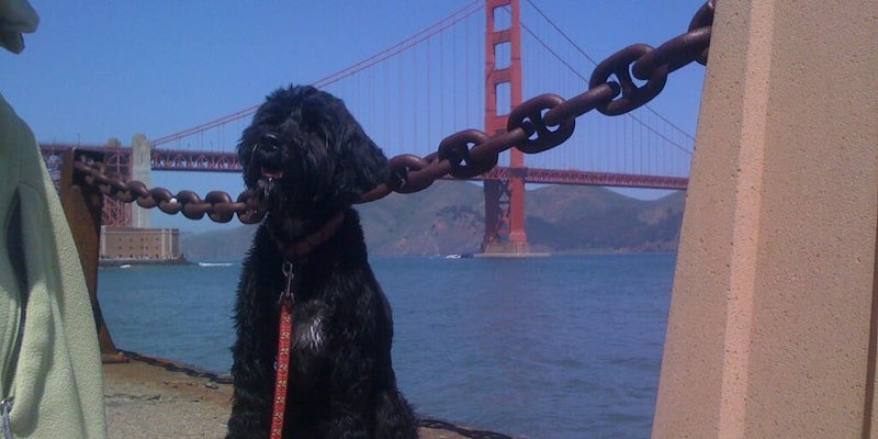San Francisco dog Patriot Prayer rally