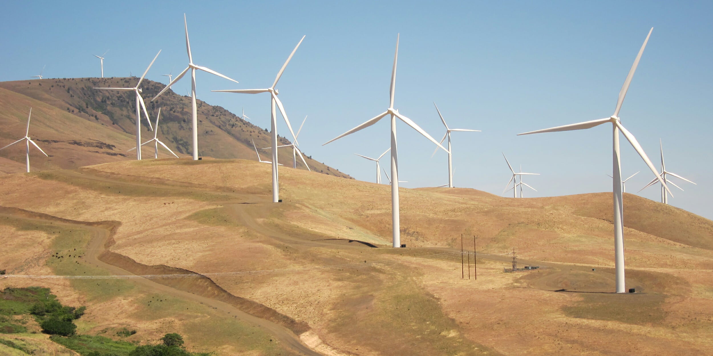 trump wind farms birds twitter