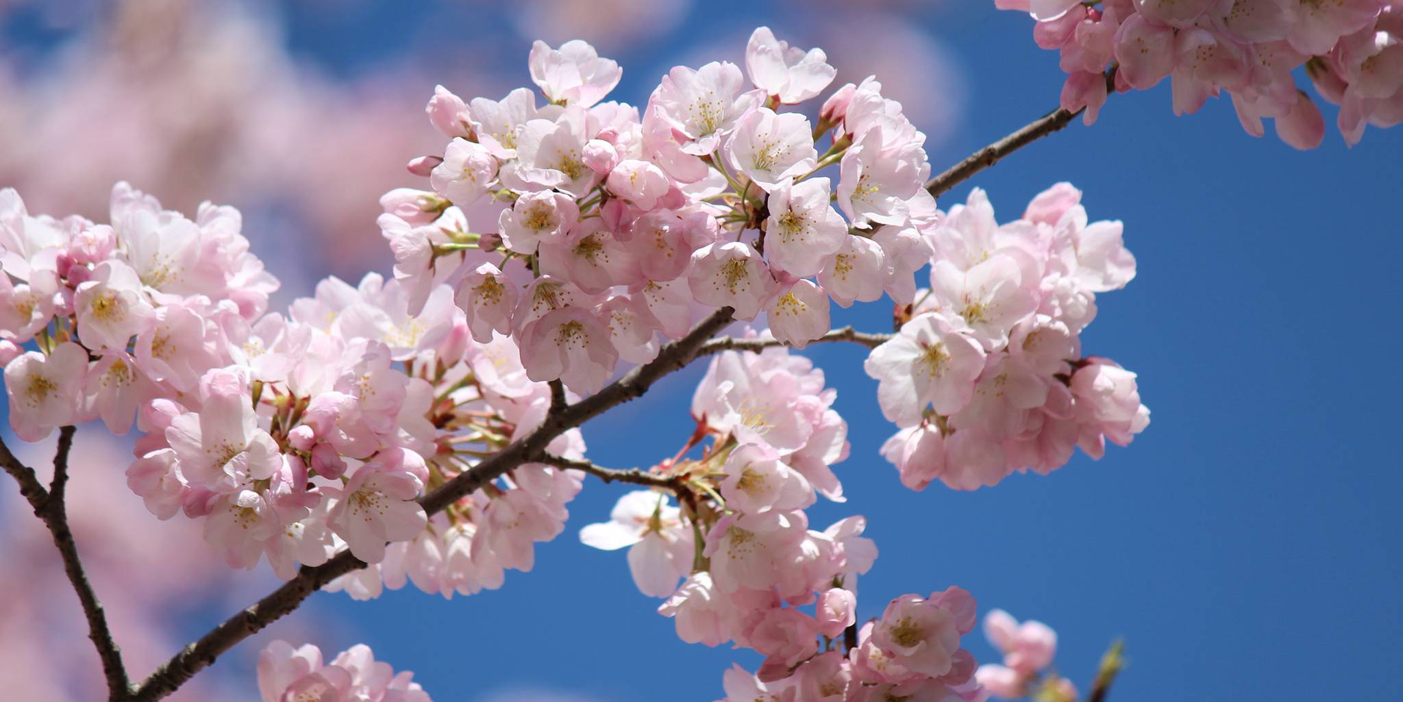 Homepage article image