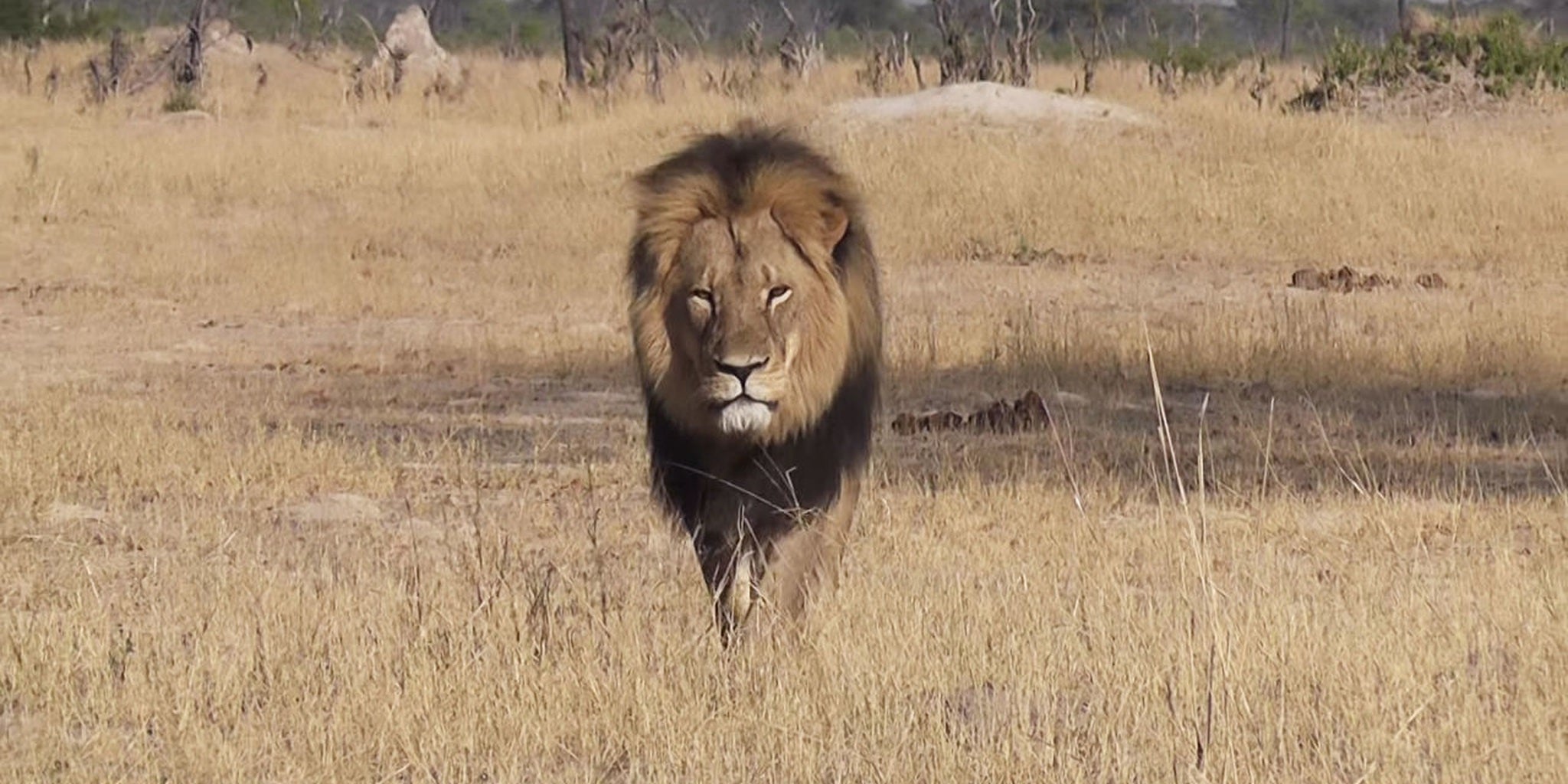 Walter Palmer, Cecil the Lion's killer, may be extradited to Zimbabwe