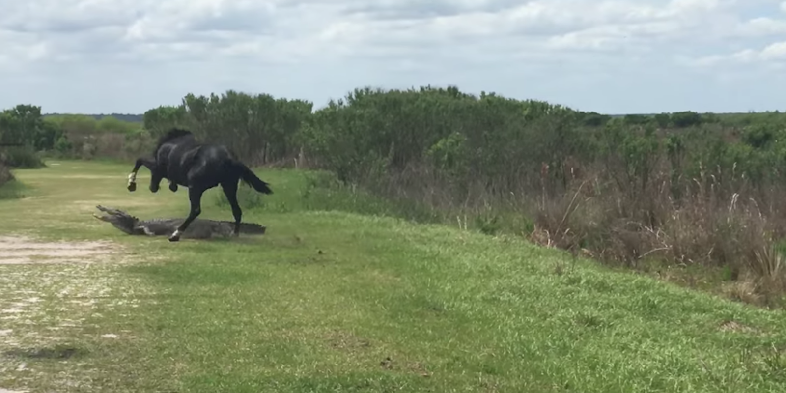 horse fights alligator: video shows horse stomping an aliigator