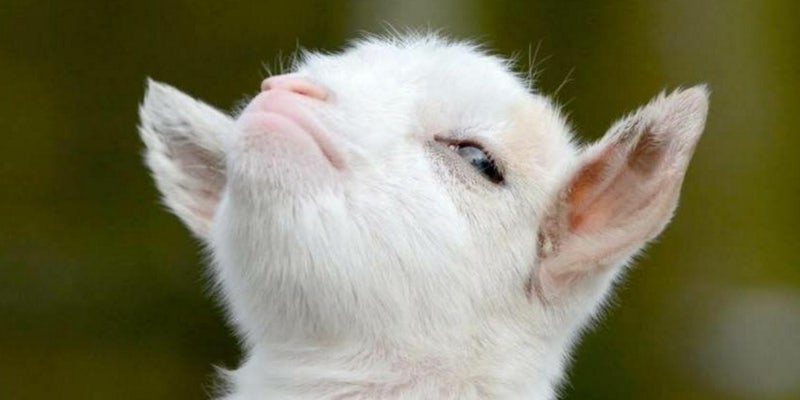 The Internet can't stop Photoshopping this smug little goat - The Daily Dot