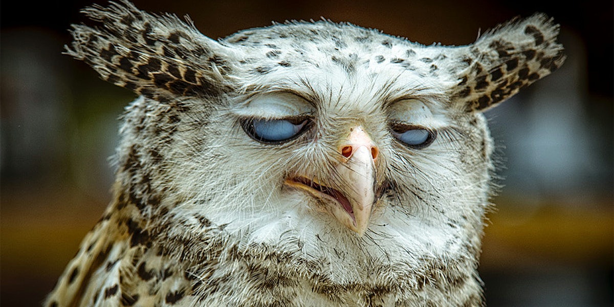 Owl with eyes crossed