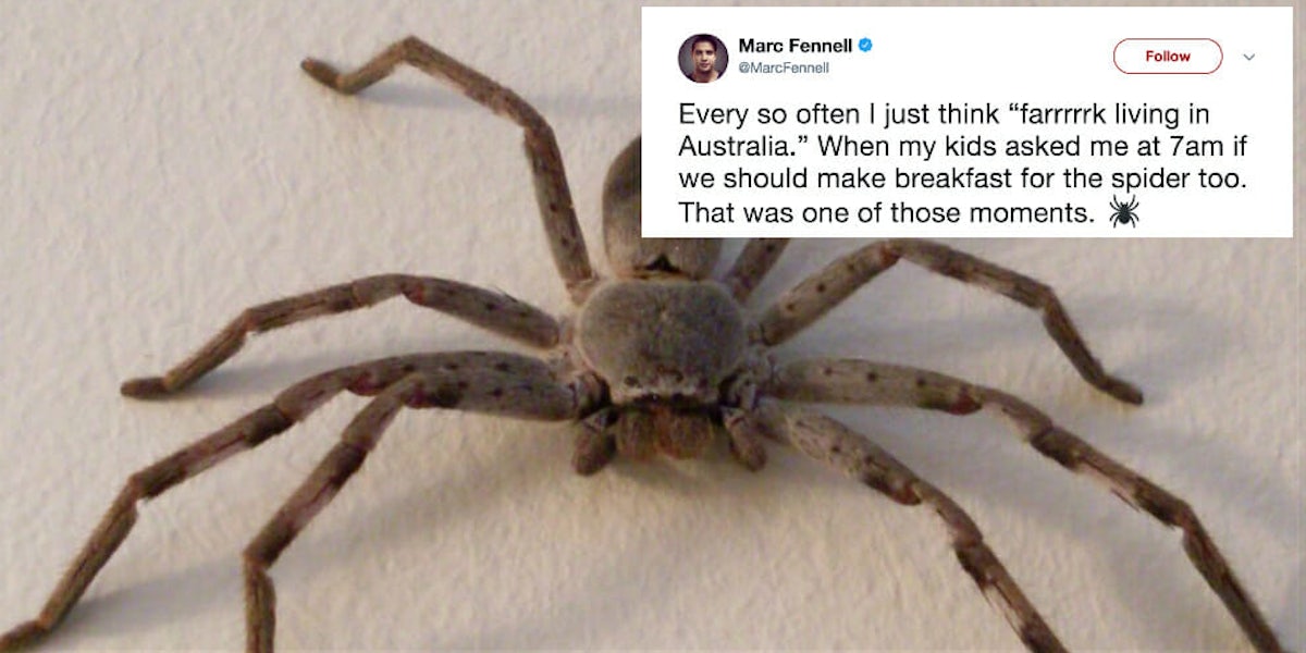 Marc Fennell‏ tweeted a terrifying image of a spider crawling inside his home in Australia.