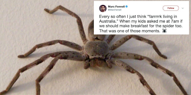 Marc Fennell‏ tweeted a terrifying image of a spider crawling inside his home in Australia.