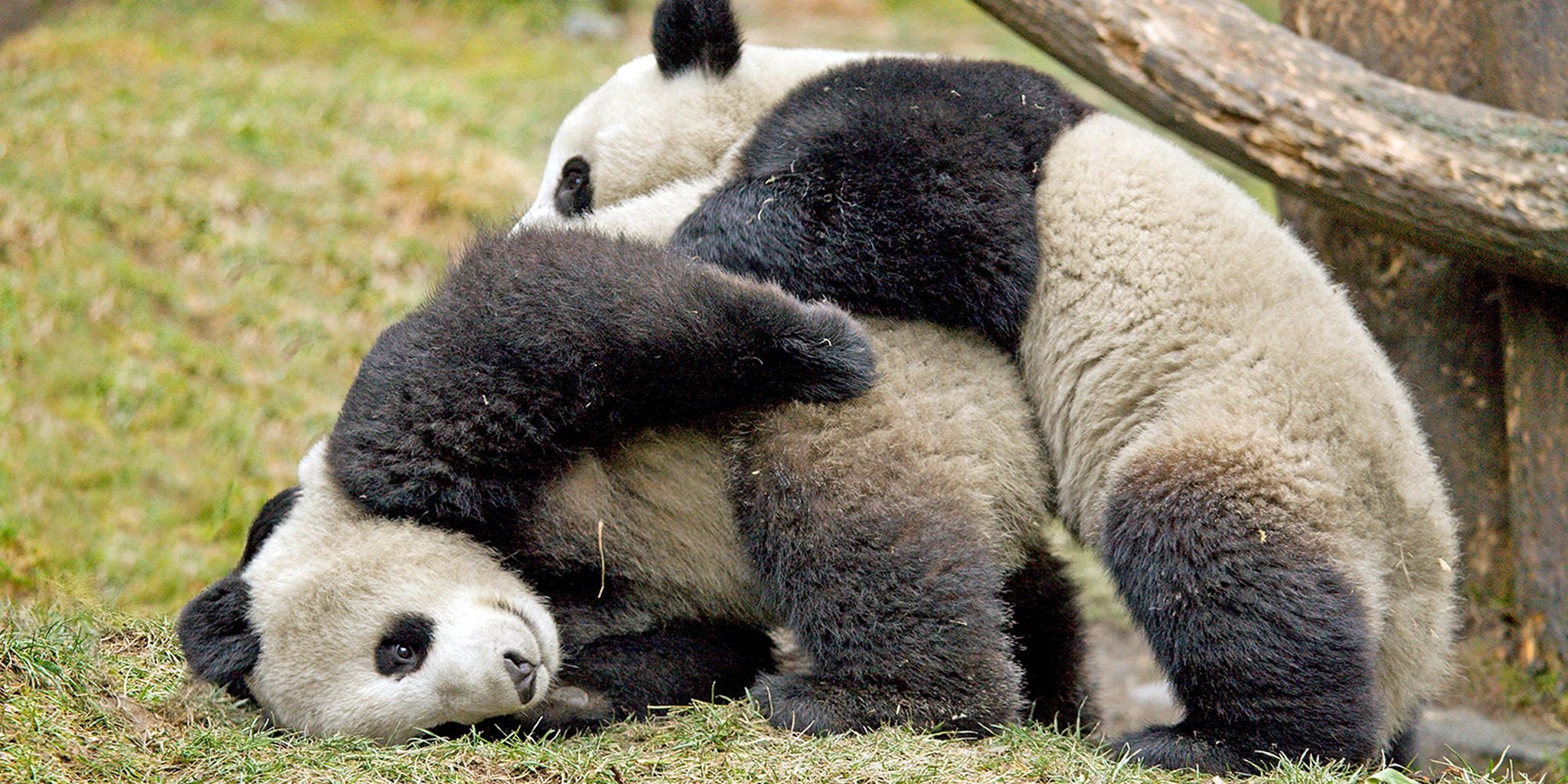 Giant pandas shatter world record for panda sex